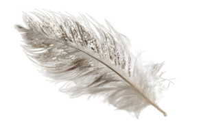 Yellowsilver feather